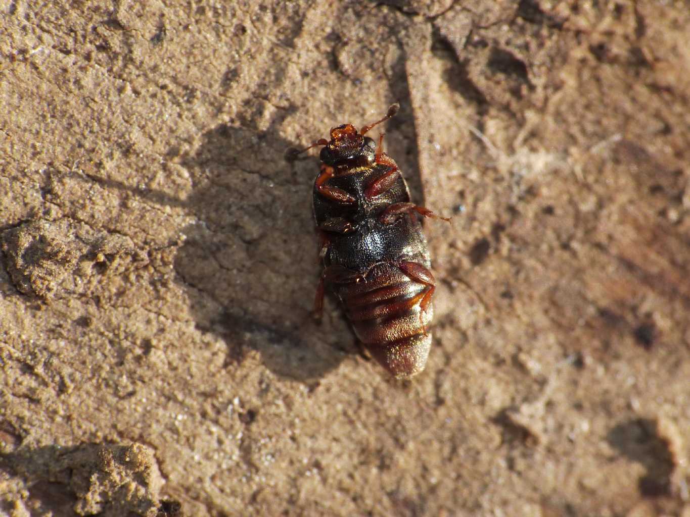 Carpophilus hemipterus